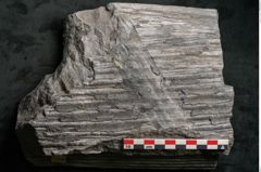 Foto (Detailansicht) von Sigillaria sp.  (NHMW-GEO-2024-0188-11176)